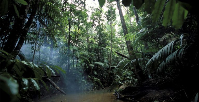 Victorian Forest Protected By Sustainability Leadership